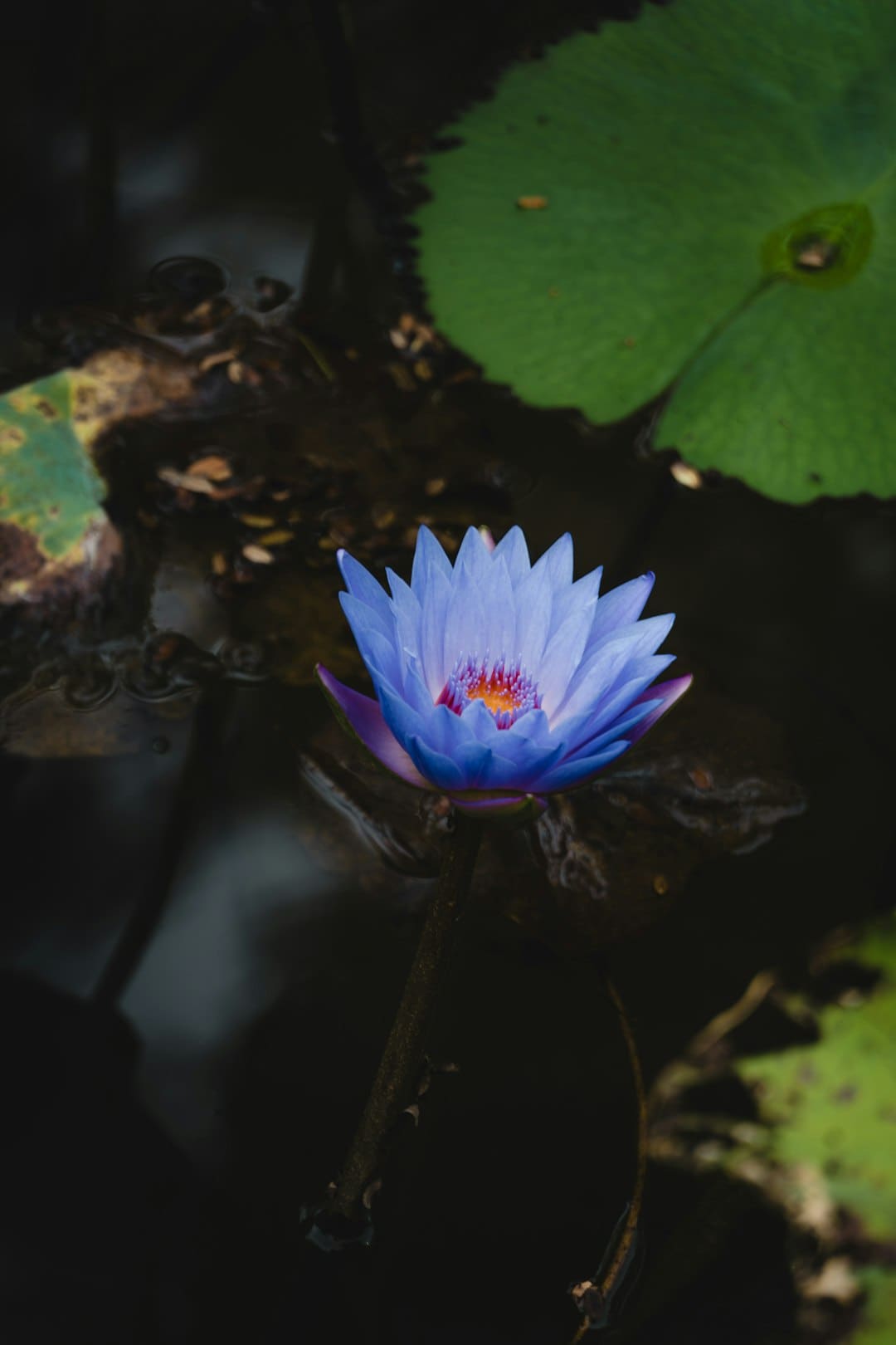 致景科技获评零碳节“双碳数字前锋奖”